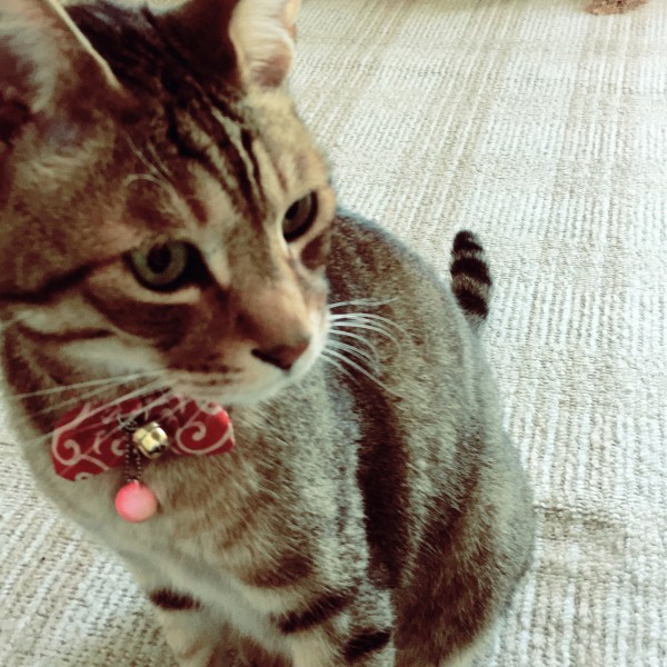 がんばる「とらじ君」のお留守番