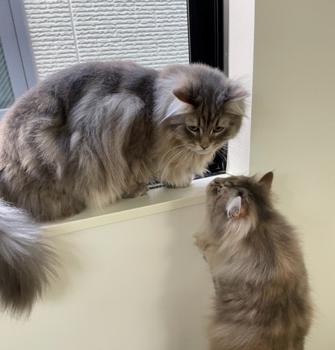 グリ君とスーリちゃん