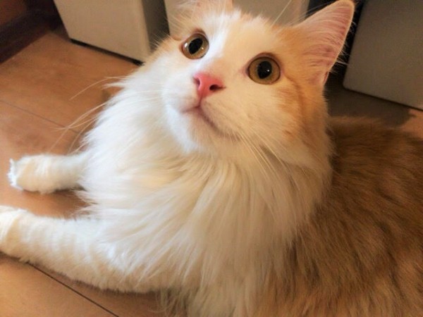 川口市 カフェ&バルSpica 猫ちゃんズ 初回訪問