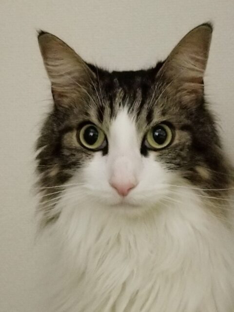 川口市　フェルゼン君　お客様の声