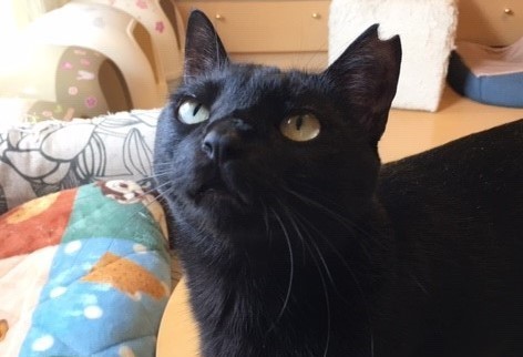 仲良し黒猫さんのお留守番