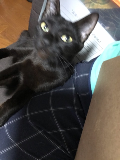 ペットシッター 三島 猫きたはち君 初回訪問