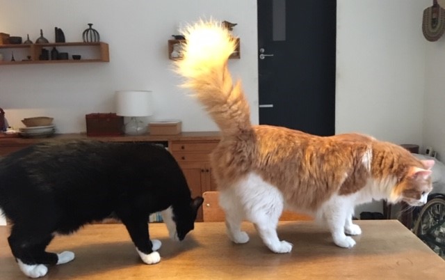 お留守番レポート　ポンポン君　ムギ君