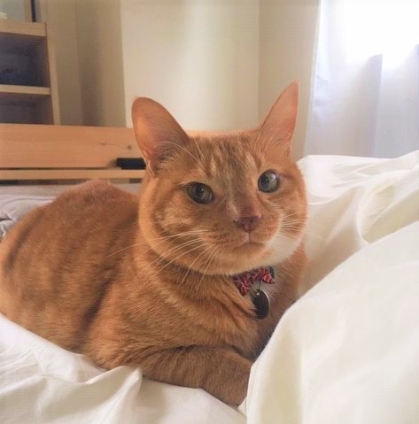 茶トラさんのお留守番