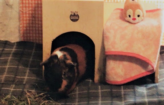 川口市 モルモット ペットシッター 初回訪問