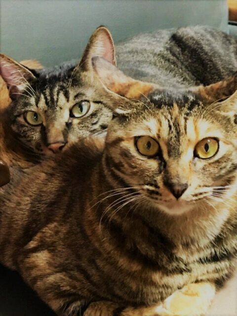 川口市 猫 海君、空ちゃん 初回訪問