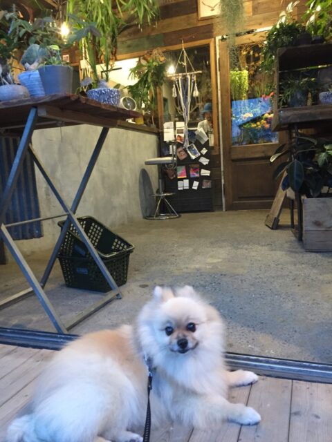 沼津市 季節の花々に囲まれて