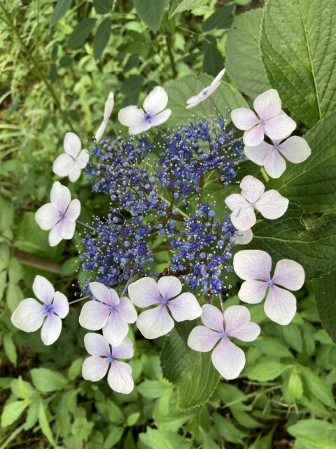 2022.７月8月のお休みについて