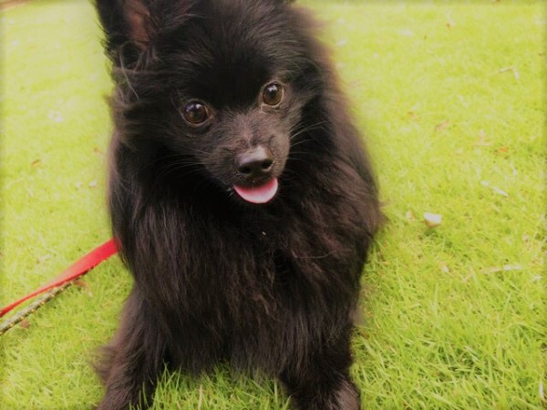 川口市 ポメラニアン チェル君 お散歩代行