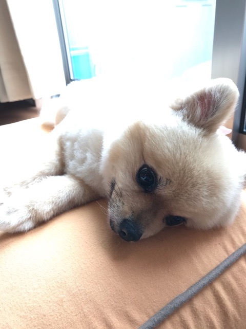 沼津市のペットシッター 店長ひまり健康診断