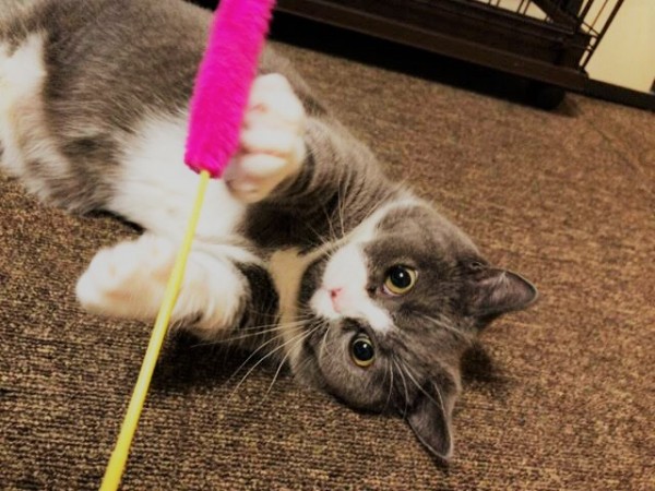 川口市 リピート 万ちゃん お世話の様子 キャットシッター