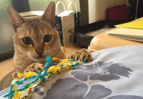 お留守番レポート　ライちゃん