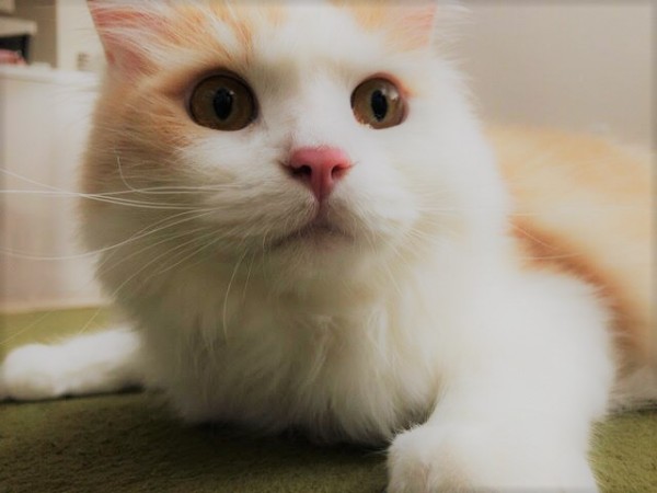 川口市 モコ君 お世話の様子 キャットシッター リピート依頼