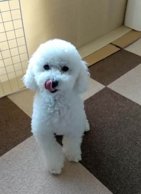 チーズくん、お留守番頑張ったよ