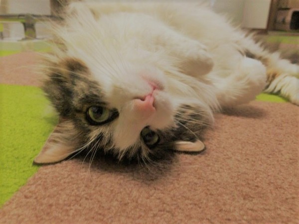 川口市 フェルゼン君 猫 キャットシッター Part2