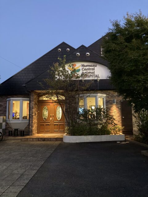 沼津市ペットシッター　