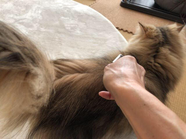 川口市 りりーちゃん、さくらちゃん お世話の様子