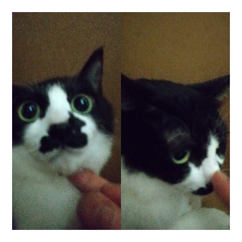 新しい家族とお留守番のギネスくん、カリンちゃん❣️