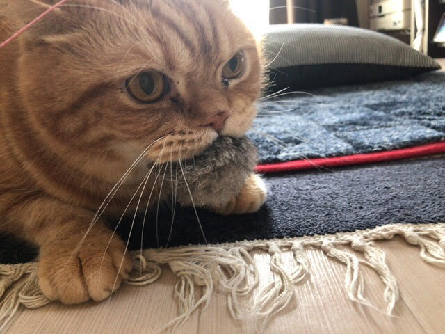 蕨市 虎次郎君、小鉄君 おひげとお上品