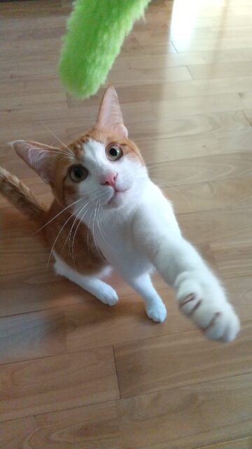 ミートボールくん、お留守番頑張ったね