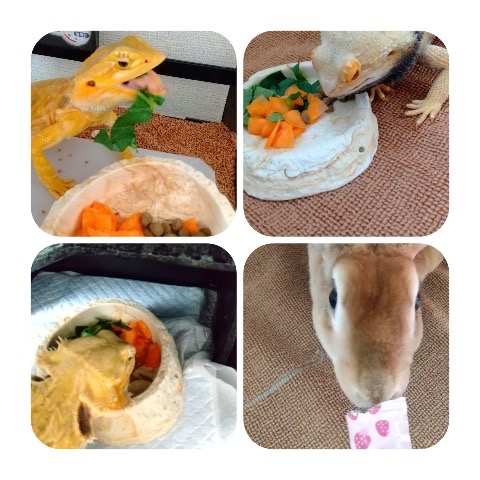 むぎちゃん、リッキーくん、トラちゃん、カボちゃんたちのお留守番