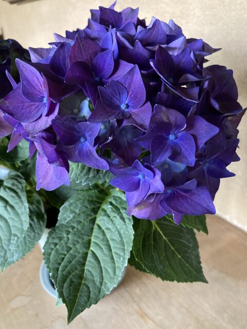 2022.6月のお休みについて