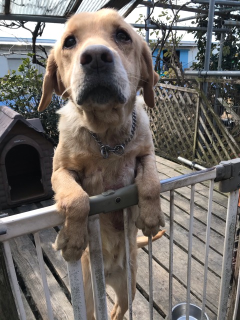 沼津市ペットシッター ラブのももちゃん 初回訪問