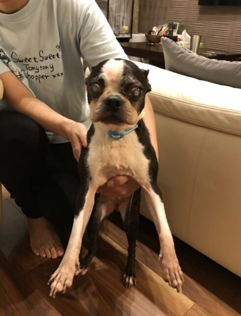 沼津市 ボステリ&モ、モモンガ！？