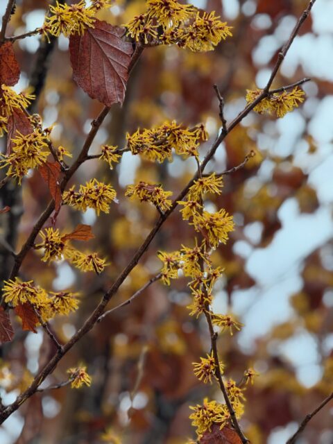 2025年5月末までのご予約を締め切りました