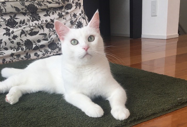 フレンドリーな白猫さんのお留守番