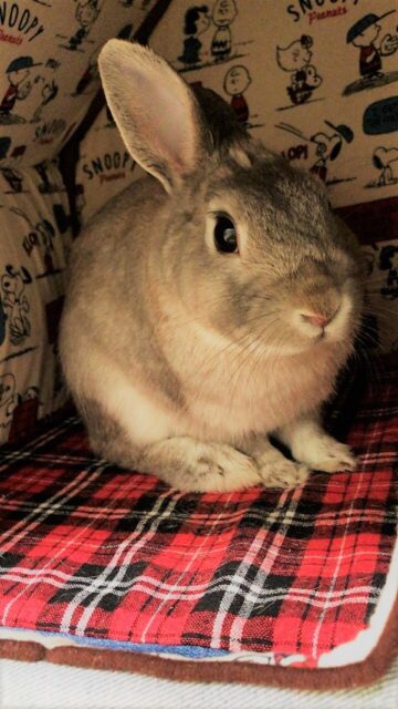 川口市 うさぎ ちゃんこ君 初回訪問 食いしん坊