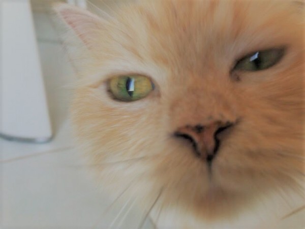 川口市 じゃが丸君 お世話の様子 キャットシッター