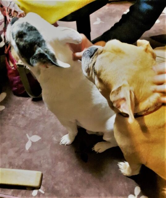 川口市 フレンチブルドック かまってさん達