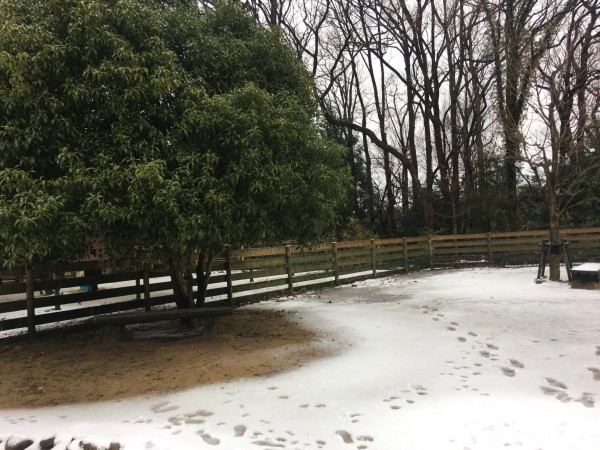ドッグランの雪の上の足跡に癒やされる