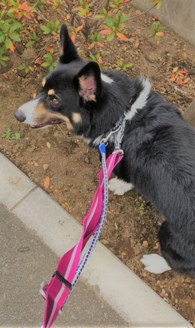 越谷市 大和君 満足? ペットシッター