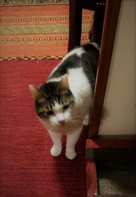 川口市　猫　少しずつ　ペットシッター