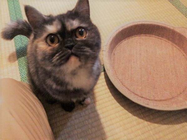 川口市 猫 ゴロウ君、アユム君 キャットシッター 初回訪問