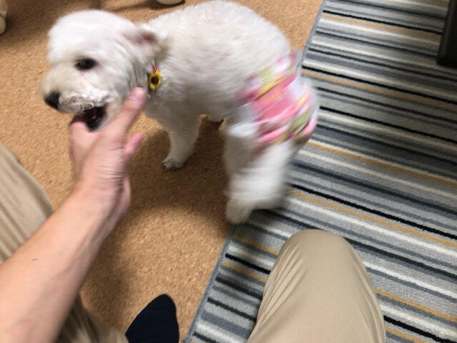 さいたま市緑区 トイプードル まろちゃん 初回訪問