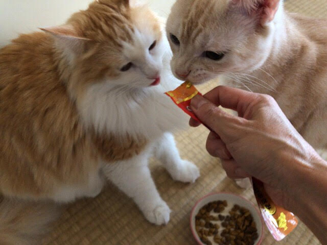 川口市 カフェ&バルSpica 猫ちゃんズ ペットシッター