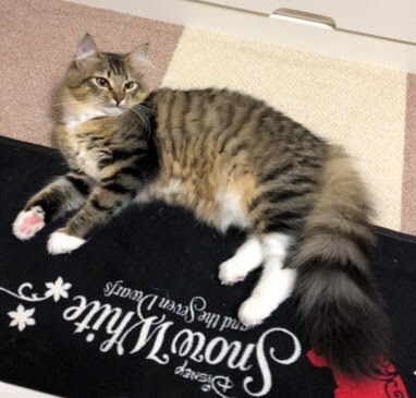 川口市 ベルちゃん お世話の様子 キャットシッター