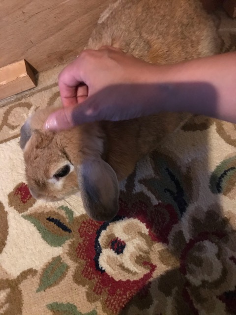 沼津市ペットシッター 裾野市ホーランドロップのウィルちゃん