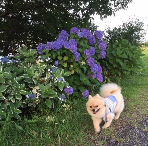 ワンコの鼻には秘密がいっぱい！雨の散歩☔️