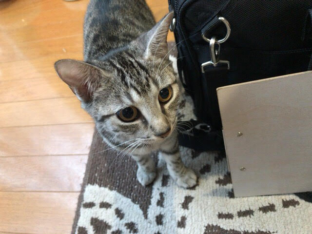 猫ちゃん 2匹 初回訪問