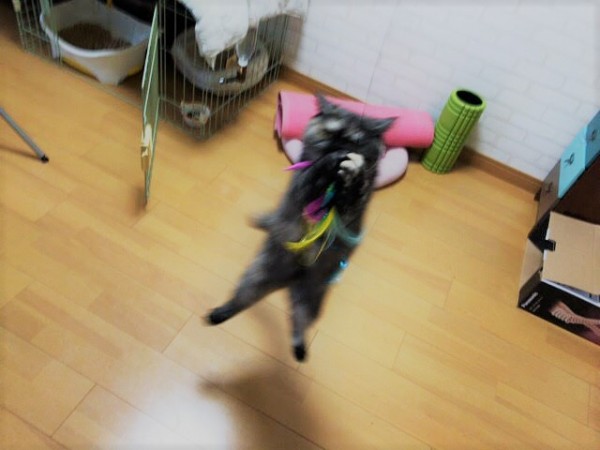 川口市 ゴロウ君、アユム君 お世話の様子 キャットシッター