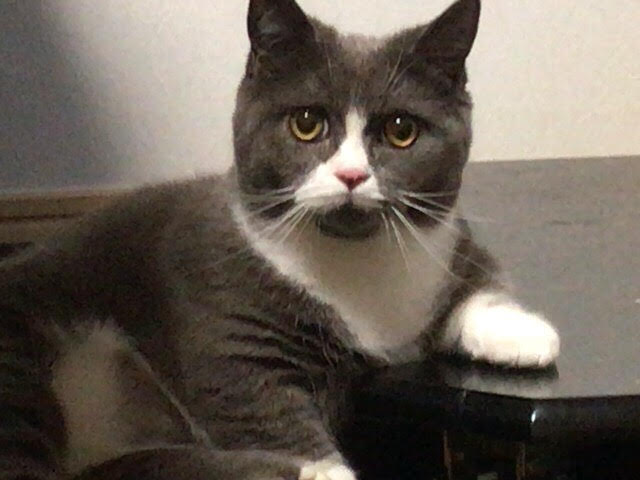 川口市 マンちゃん お世話の様子 ペットシッター