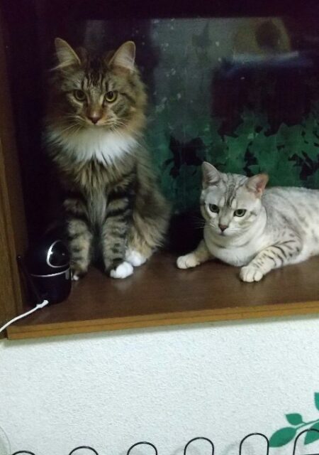 てんぷらくんとぽてとくん、仲良くお泊りホームスティ