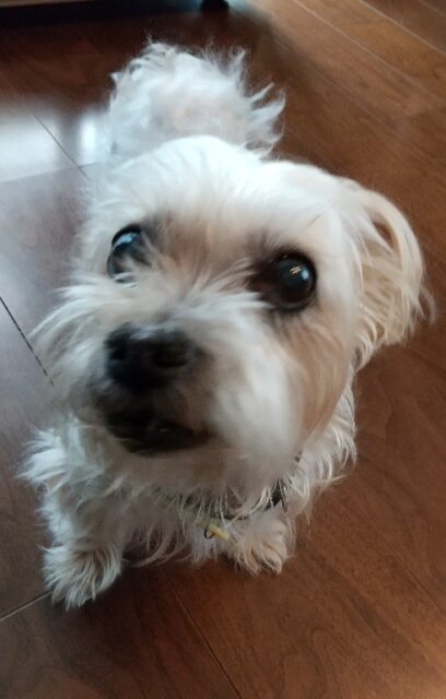 ノアちゃんとマオちゃん、仲良くお留守番