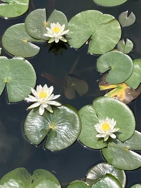 2022.8月のお休み