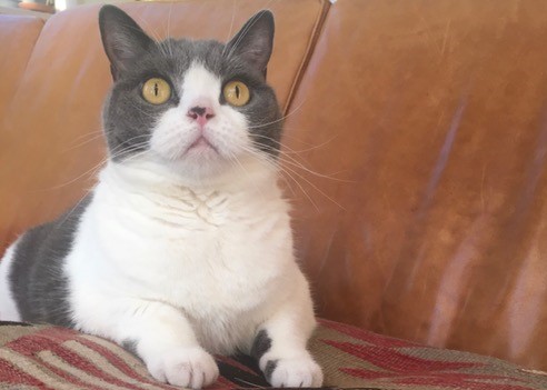 お久しぶりのつくねちゃん