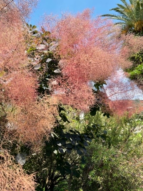 シッター料金改定のお知らせ